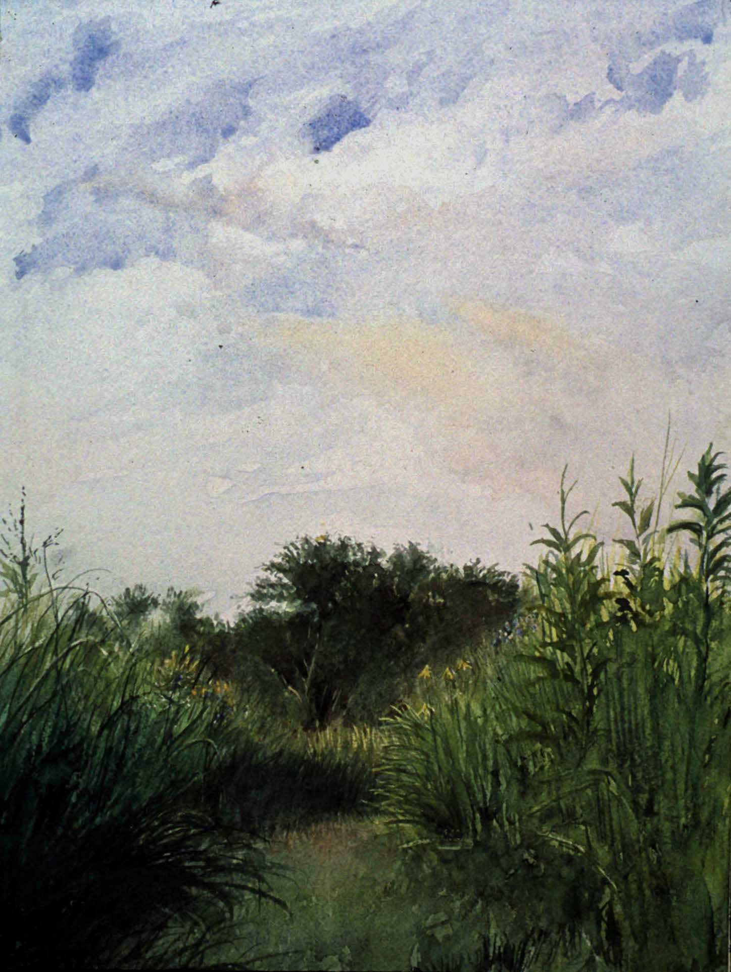 Prairie Grasses Iowa No. 1